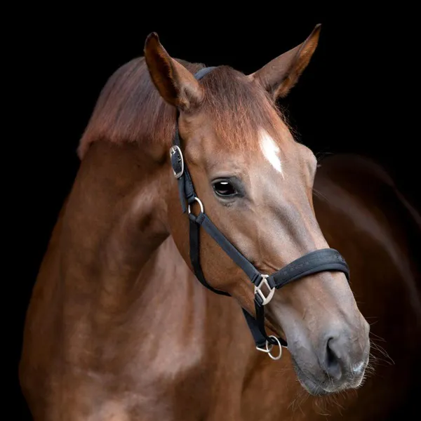 Hovedbilde HG Diya 2.0 grime - Sort