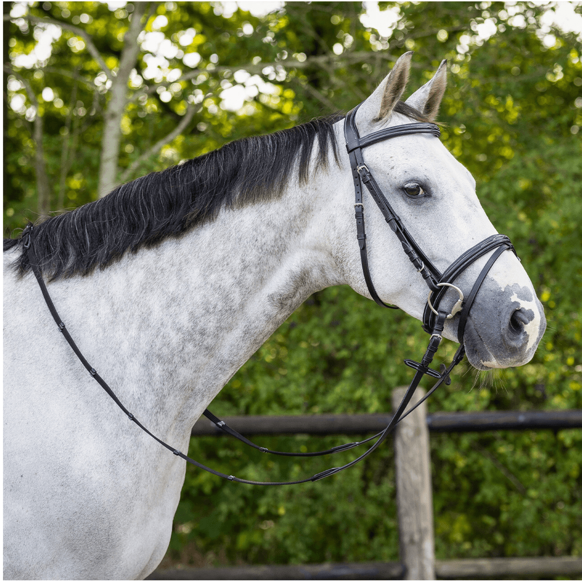 QHP Bridle luxury stitched 