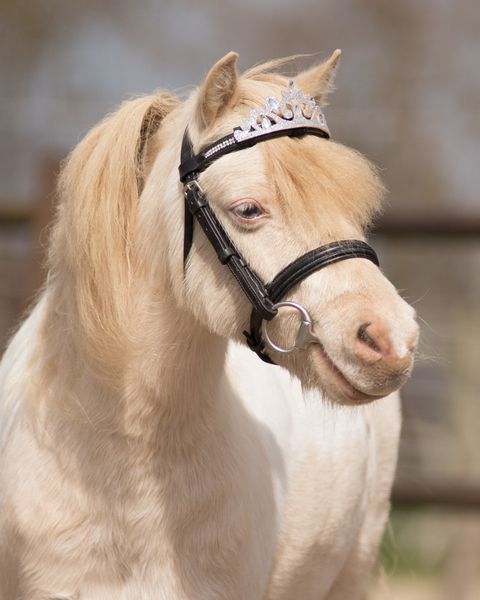 Hovedbilde Qhp Crown horse