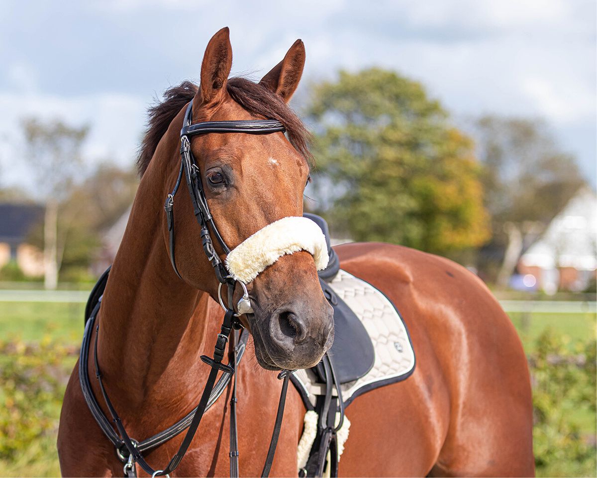 QHP Noseband cover cream